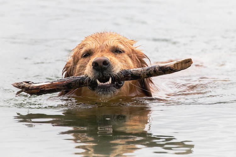 dog-in-water-with-stick